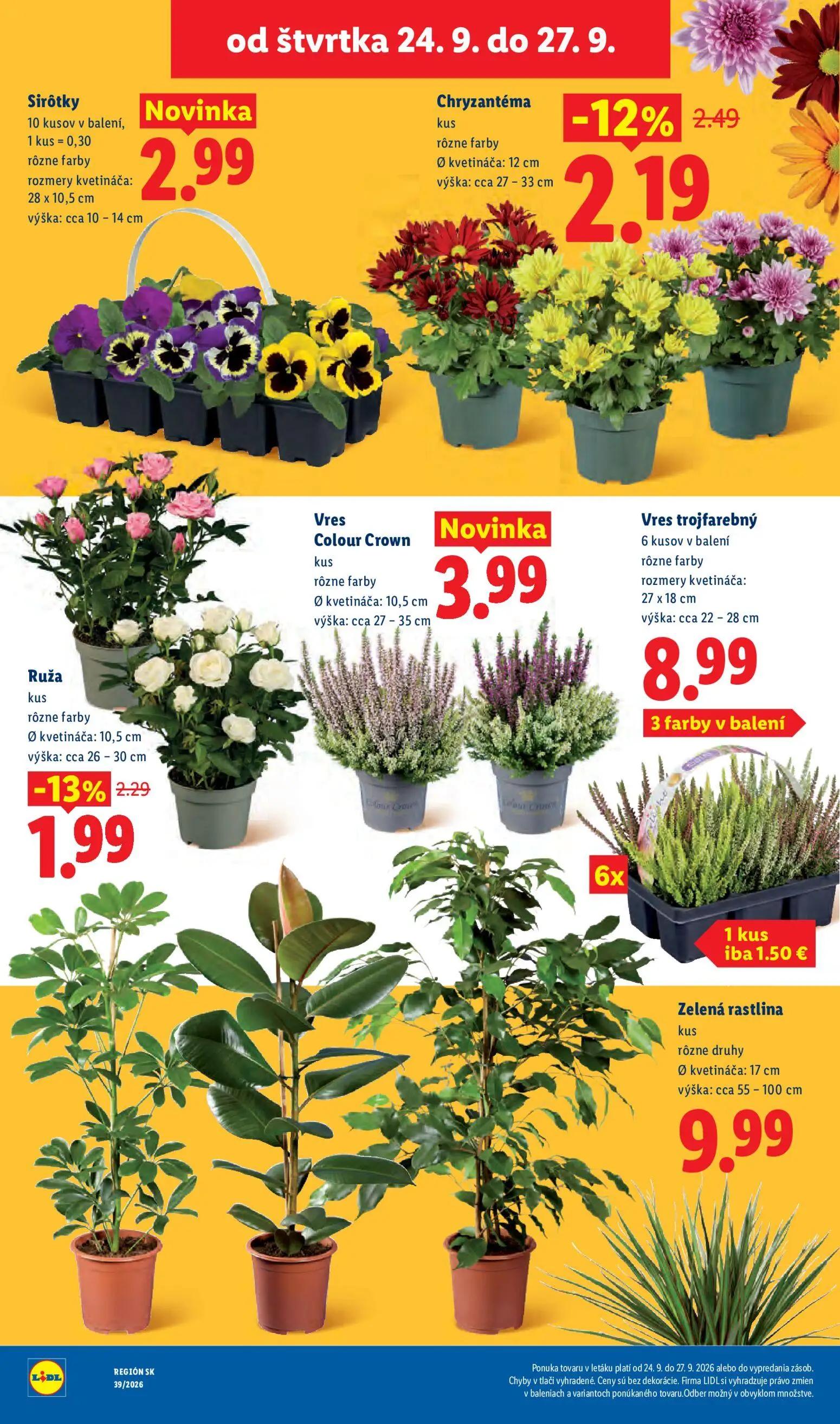 Lidl leták, strana 94 z 102 — Chryzantéma, Ruža, Sirôtky