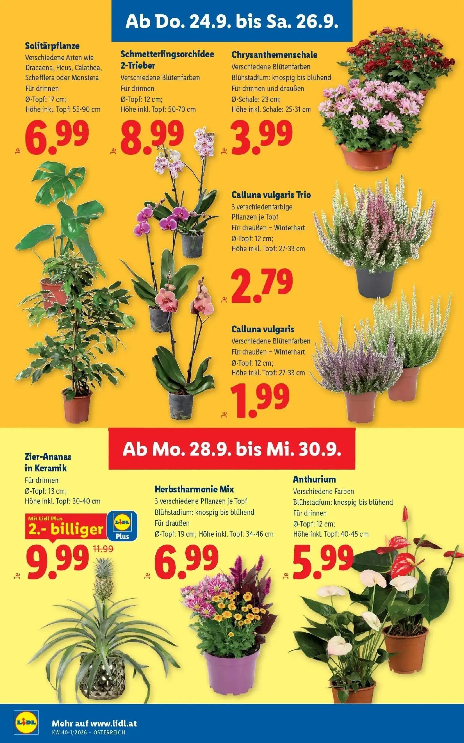 Lidl Prospekt, Seite 28 von 55 — Zier-Ananas in Keramik, Solitärpflanze verschiedene Arten wie Dracaena, Ficus, Calathea, Sc…