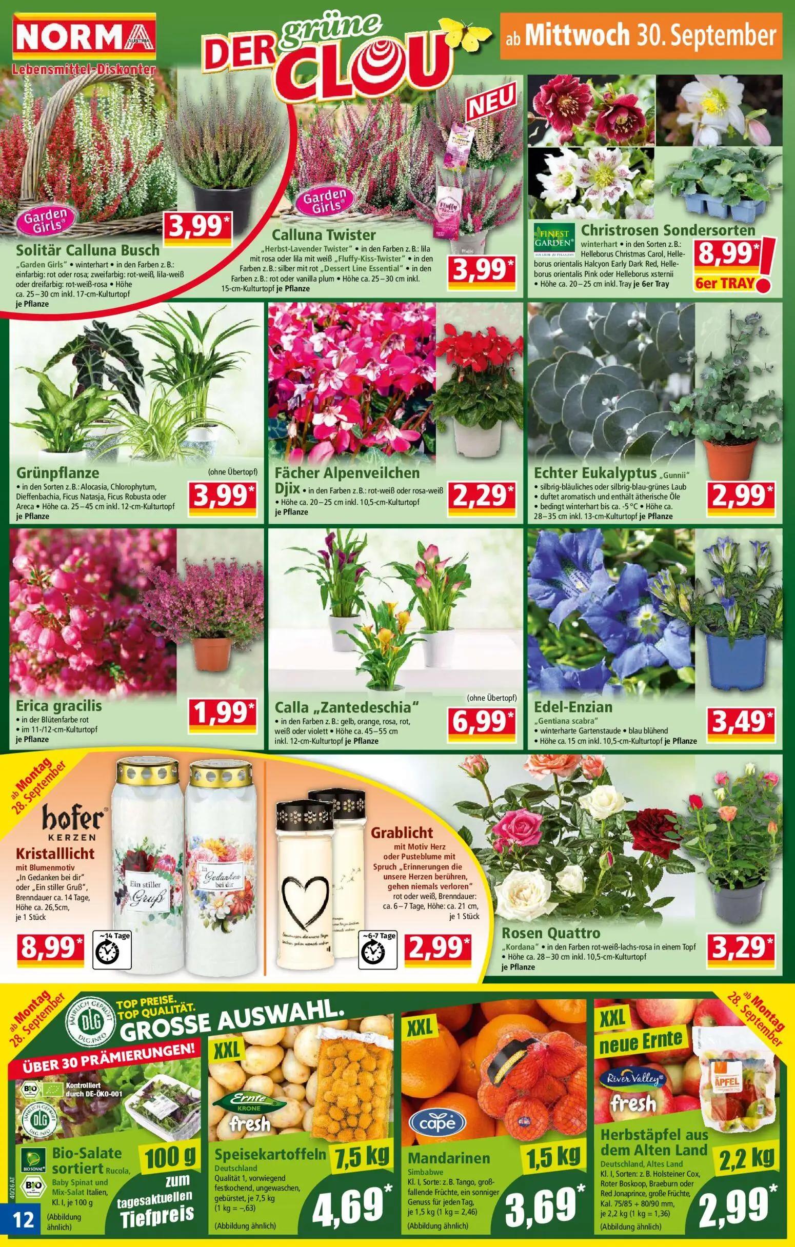 Norma Prospekt, Seite 12 von 20 — Solitär Calluna Busch, Calluna Twister, Christrosen Sondersorten