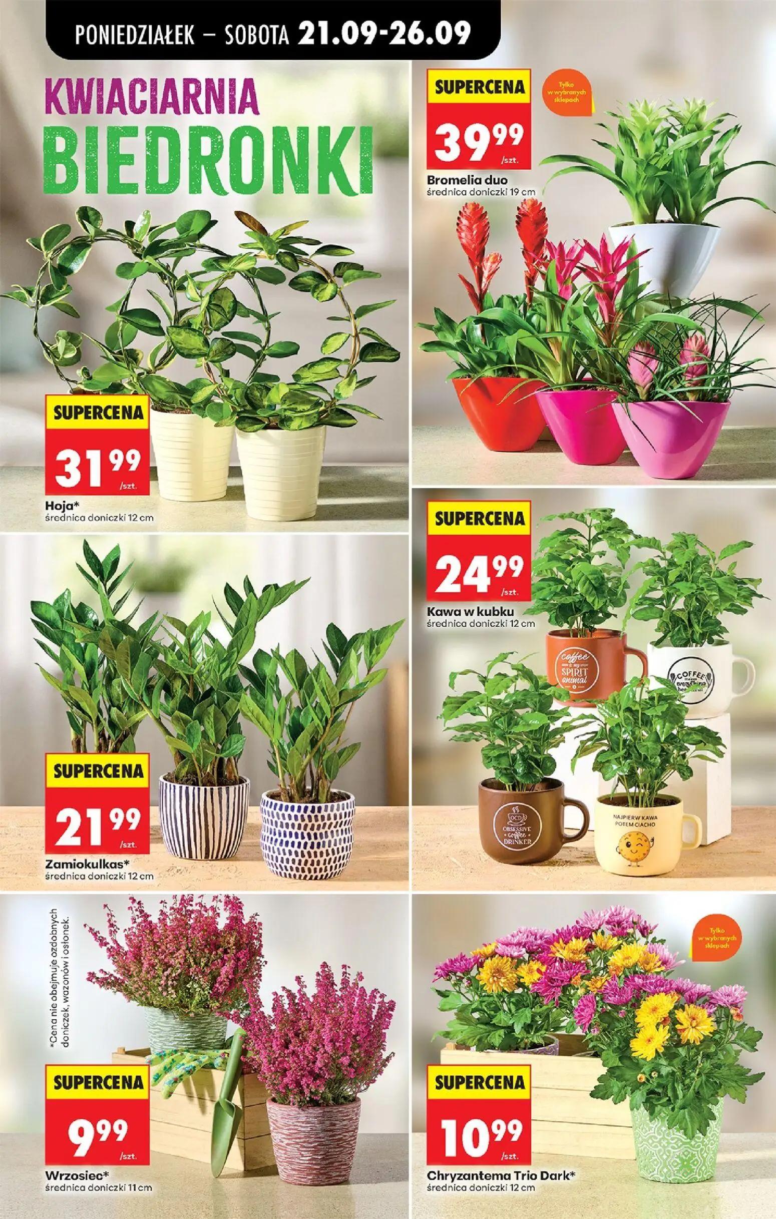 Biedronka gazetka, strona 56 z 101 — Bromelia duo, Hoja*, Kawa w kubku