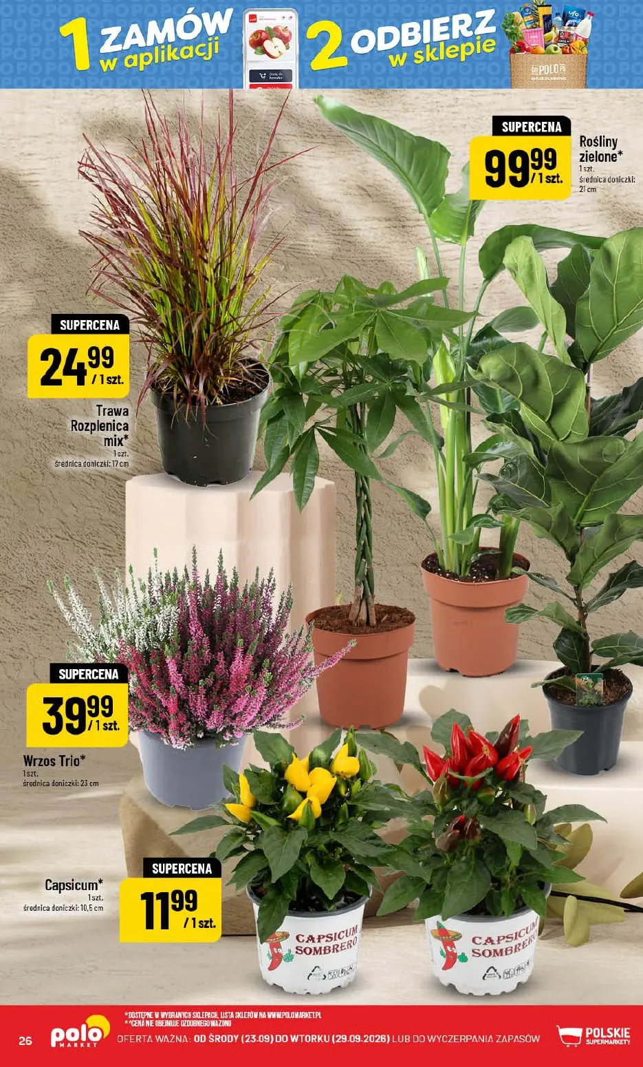 POLOmarket gazetka, strona 26 z 76 — Trawa Rozplenica mix*, Rośliny zielone*, Wrzos Trio*