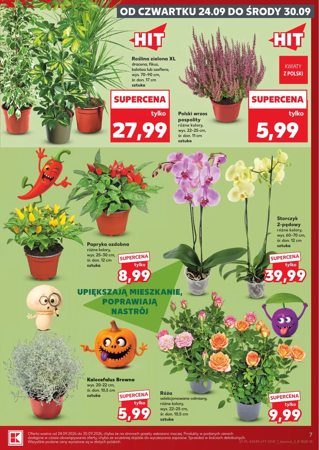 Kaufland gazetka, strona 7 z 69 — Roślina zielona XL dracena, fikus, kalatea lub szeflera, Polski wrzos pospolity różne kolo…