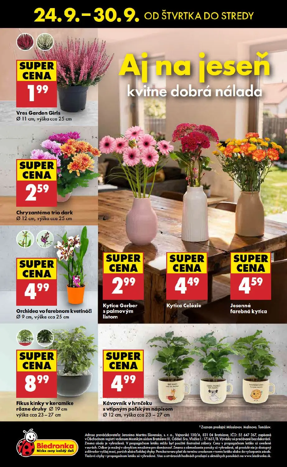 Biedronka leták, strana 48 z 48 — Vres Garden Girls, Chryzantéma trio dark, Orchidea vo farebnom kvetináči