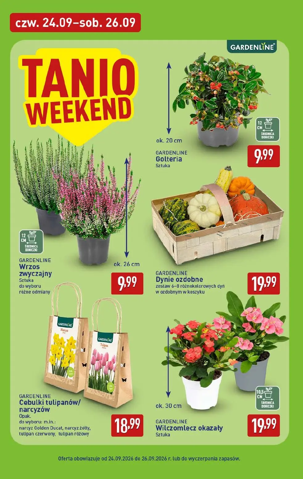 ALDI gazetka, strona 6 z 13 — Golteria, Wrzos zwyczajny, Dynie ozdobne