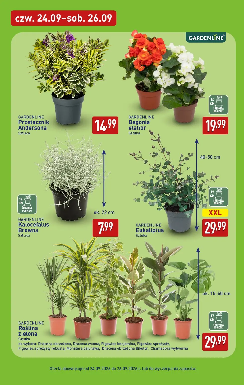 ALDI gazetka, strona 7 z 13 — Przetacznik Andersona, Begonia elatior, Kalocefalus Browna