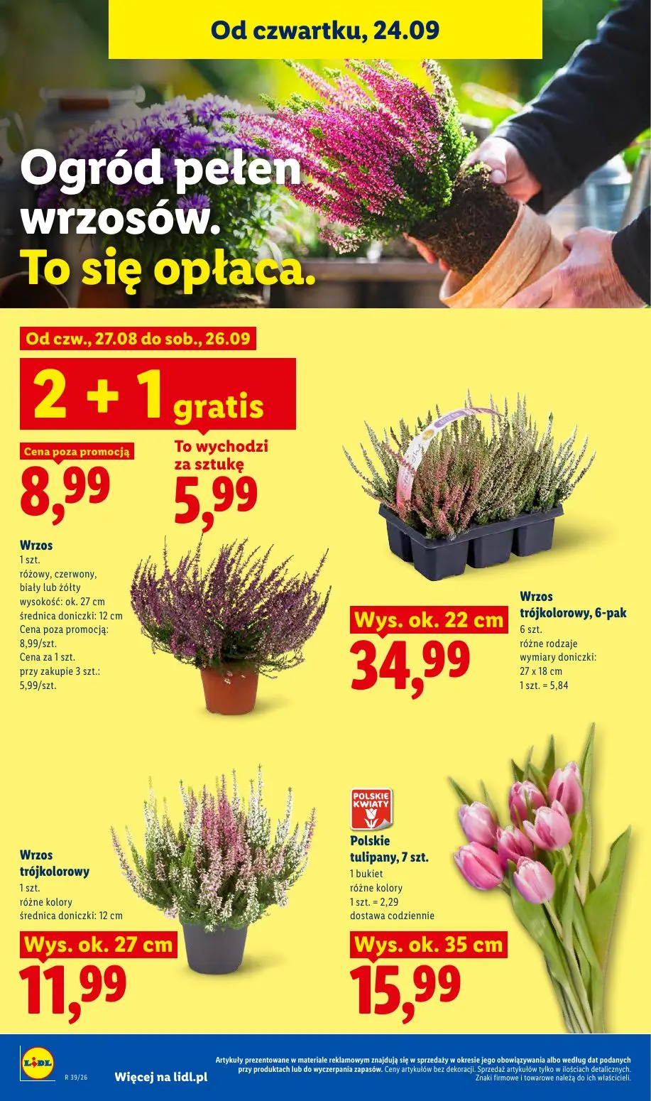 Lidl gazetka, strona 100 z 105 — Wrzos, Wrzos trójkolorowy, 6-pak, Wrzos trójkolorowy