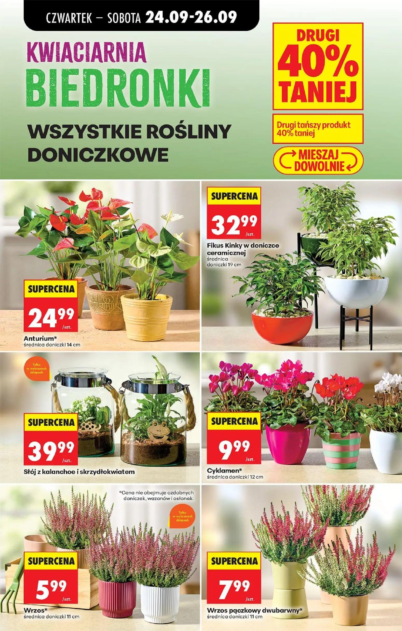 Biedronka gazetka, strona 89 z 91 — Anturium*, Fikus Kinky w doniczce ceramicznej, Słój z kalanchoe i skrzydłokwiatem