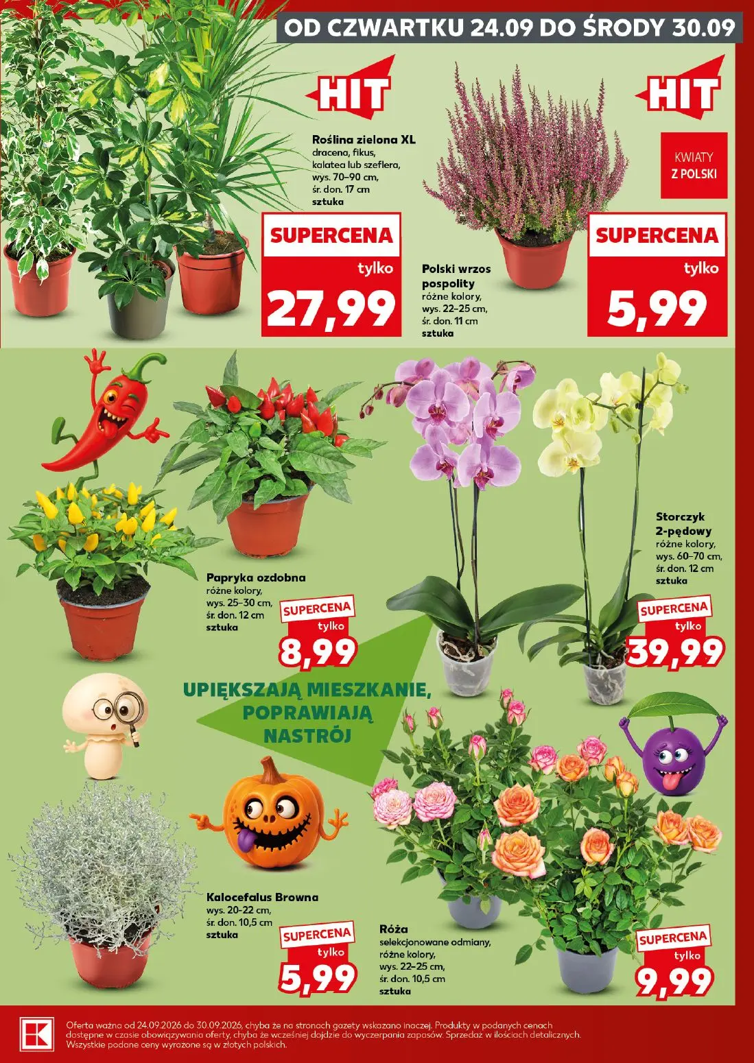 Kaufland gazetka, strona 7 z 28 — Roślina zielona XL dracena, fikus, kalatea lub szeflera, Polski wrzos pospolity, Papryka o…