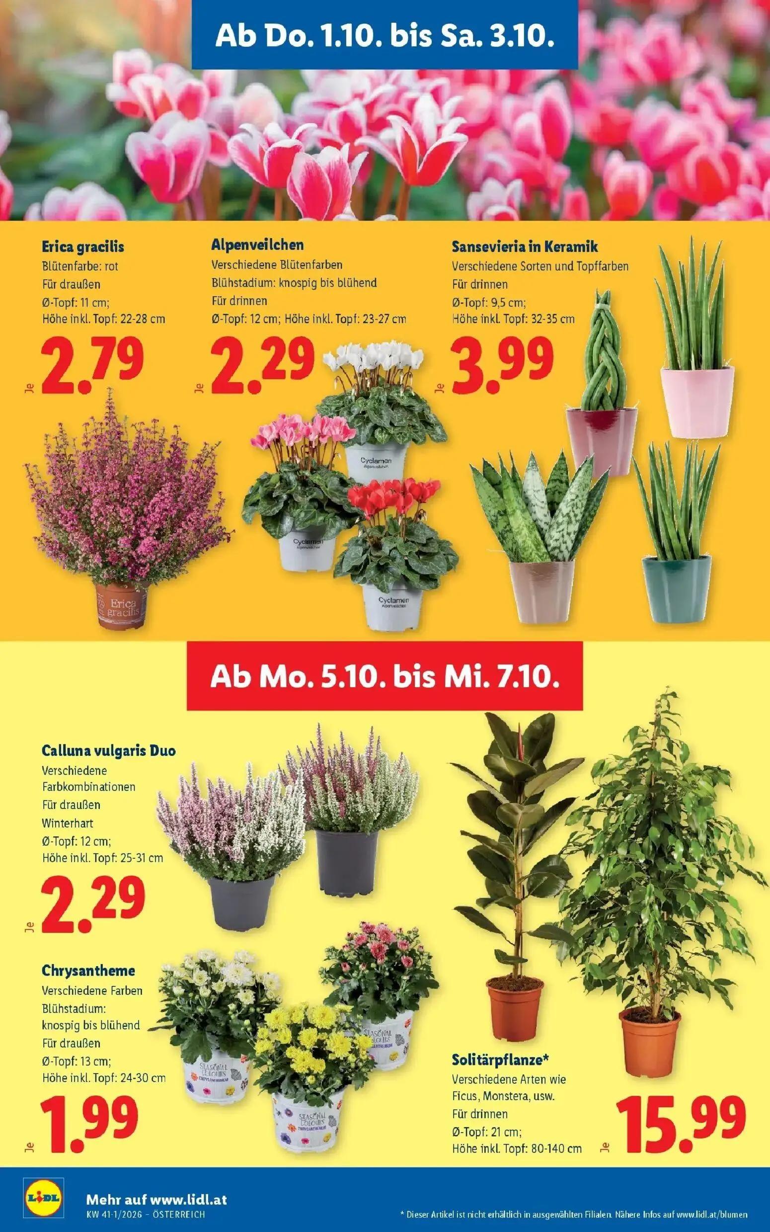 Lidl Prospekt, Seite 30 von 53 — Erica gracilis, Alpenveilchen, Sansevieria in Keramik