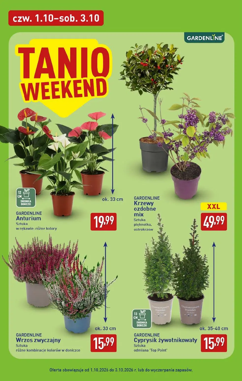 ALDI gazetka, strona 42 z 52 — Anturium, Krzewy ozdobne mix, Wrzos zwyczajny