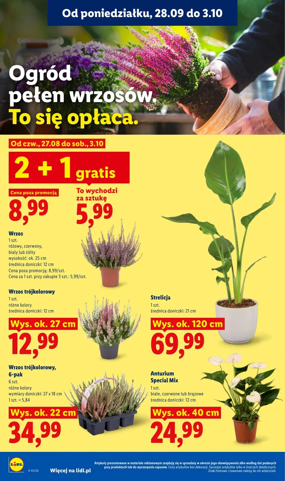Lidl gazetka, strona 88 z 101 — Wrzos, Wrzos trójkolorowy, Wrzos trójkolorowy, 6-pak