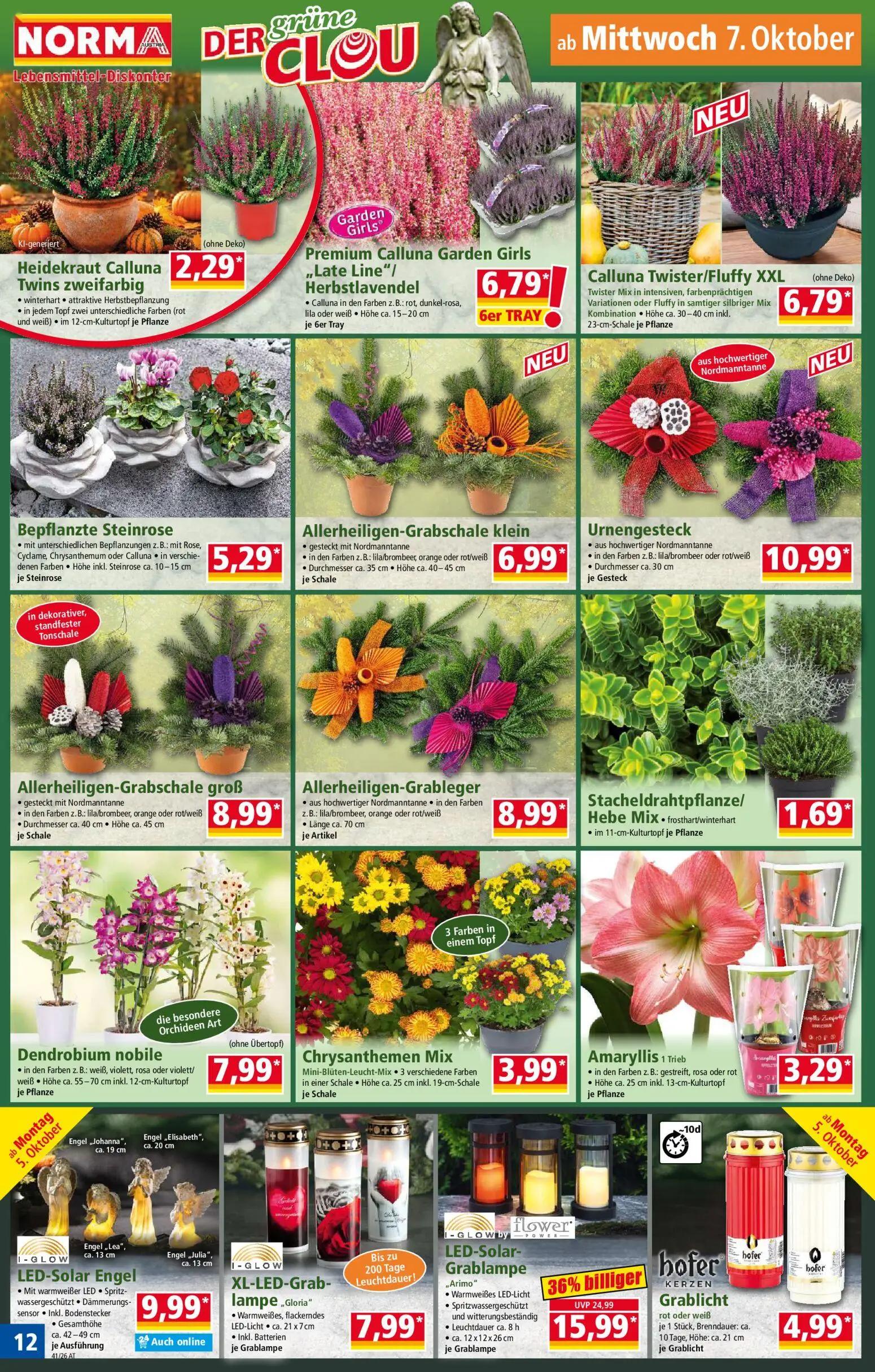 Norma Prospekt, Seite 12 von 20 — LED-Solar-Grablampe „Arimo", Heidekraut Calluna Twins zweifarbig, Premium Calluna Garden G…