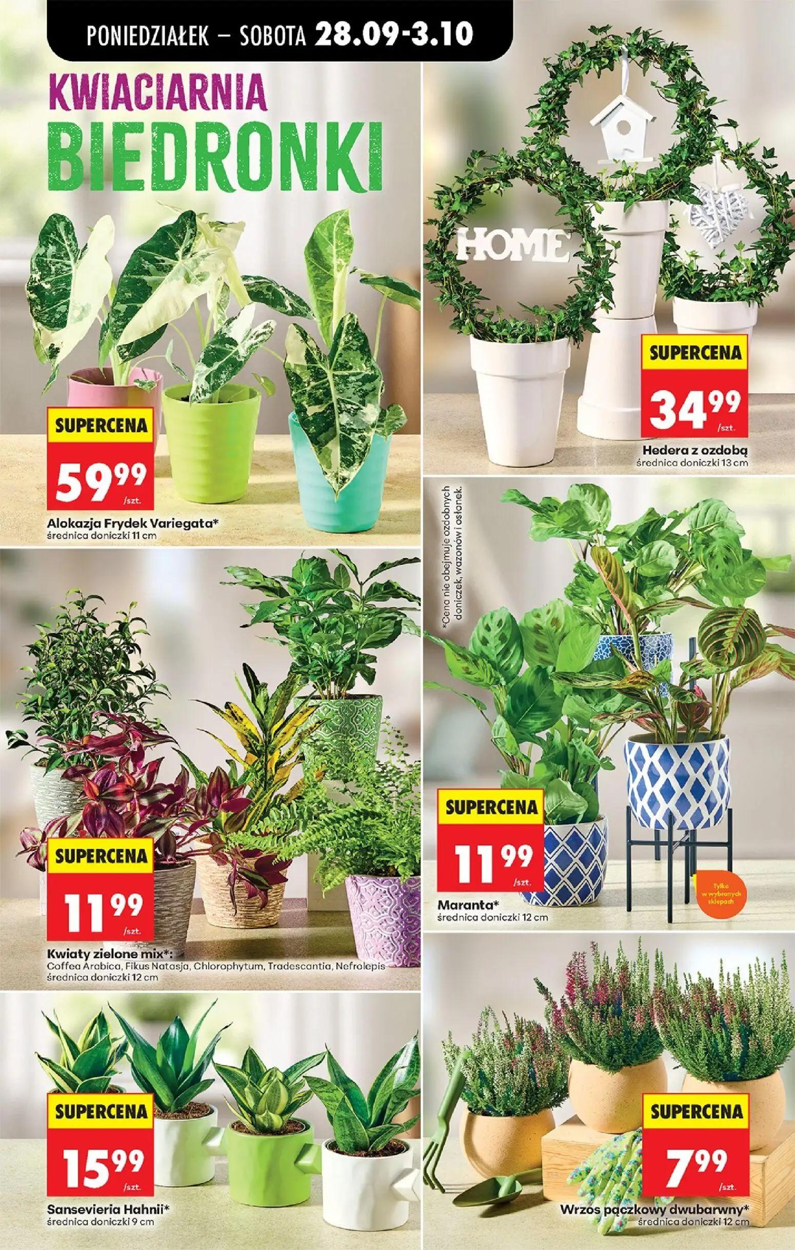Biedronka gazetka, strona 40 z 106 — Alokazja Frydek Variegata*, Hedera z ozdobą, Kwiaty zielone mix*:
Coffea Arabica, Fikus…