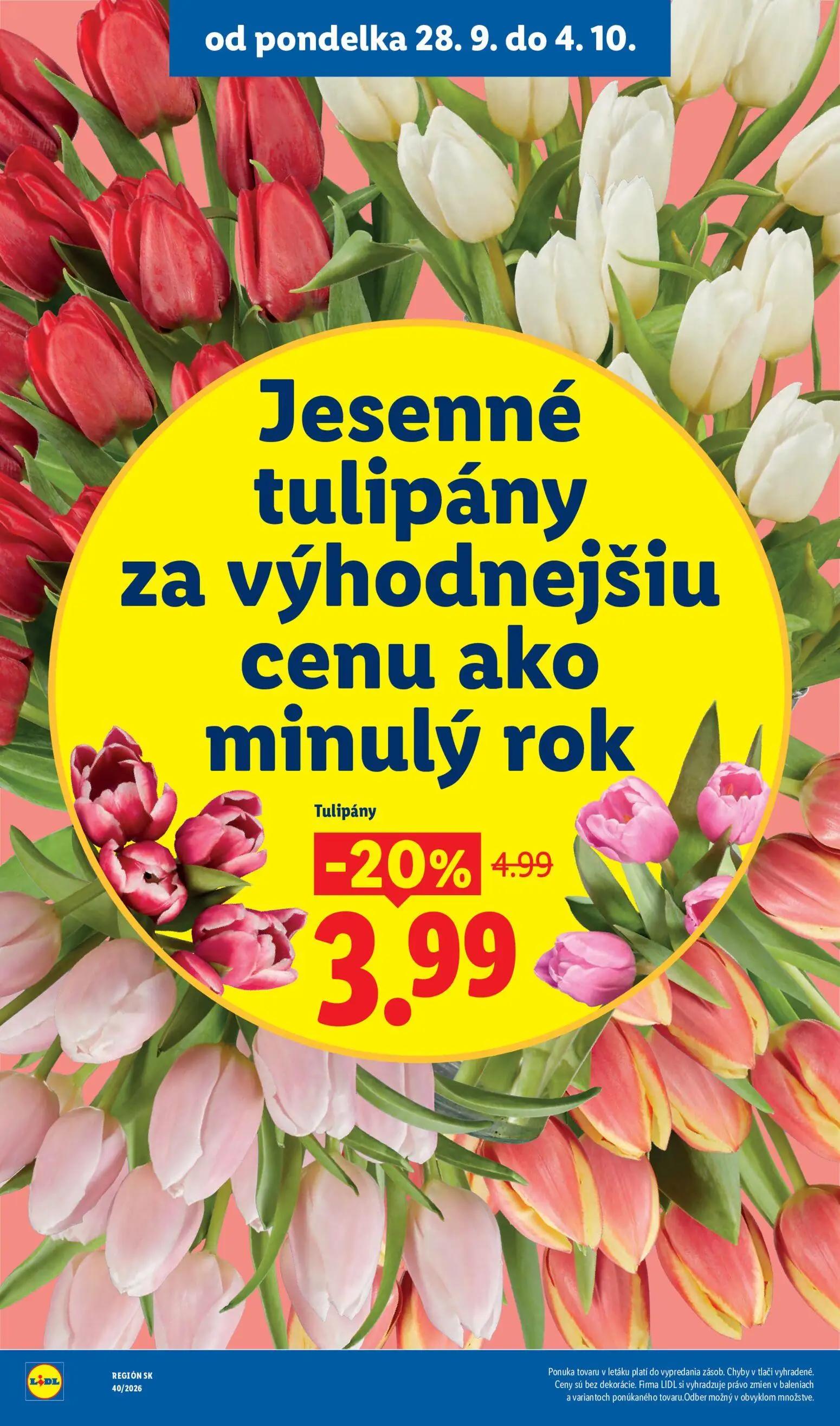 Lidl leták, strana 50 z 100 — Tulipány