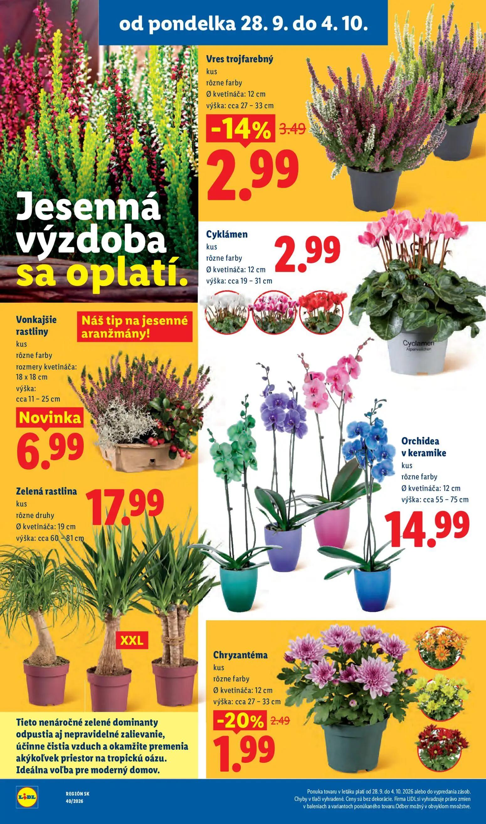 Lidl leták, strana 51 z 100 — Vres trojfarebný, Chryzantéma, Cyklámen