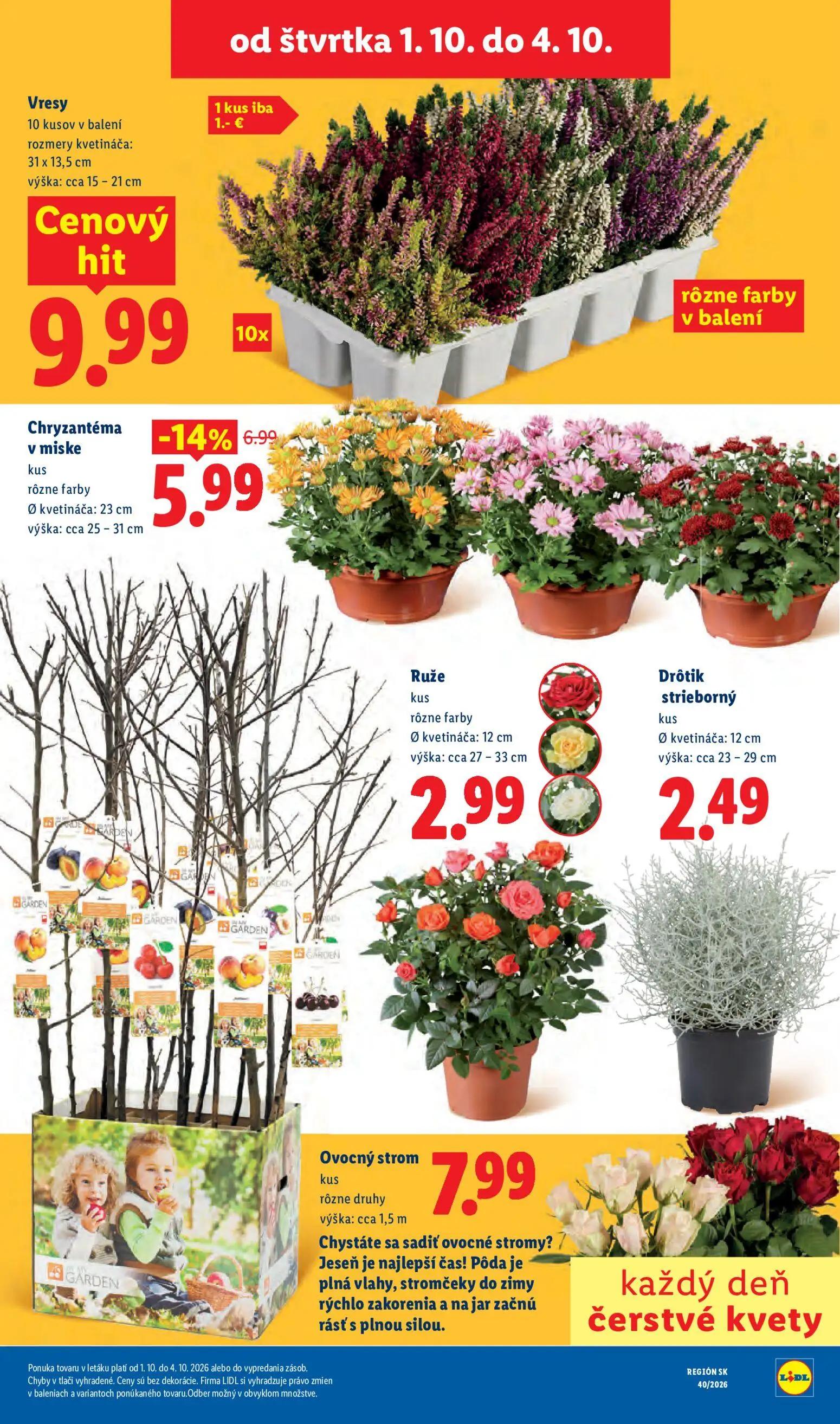 Lidl leták, strana 81 z 100 — Chryzantéma v miske, Vresy, Ruže