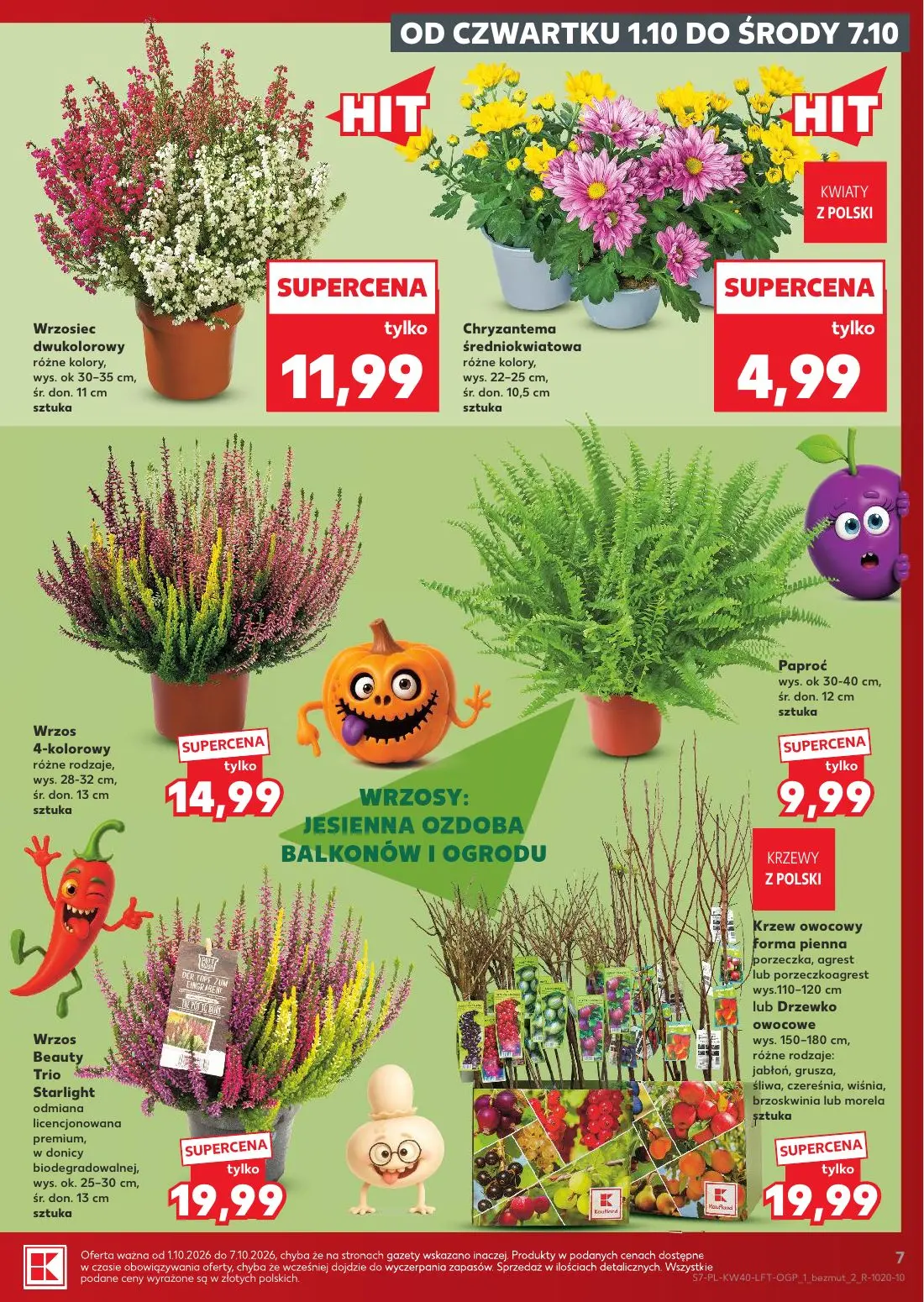 Kaufland gazetka, strona 7 z 67 — Wrzosiec dwukolorowy, Chryzantema średniokwiatowa, Wrzos 4-kolorowy