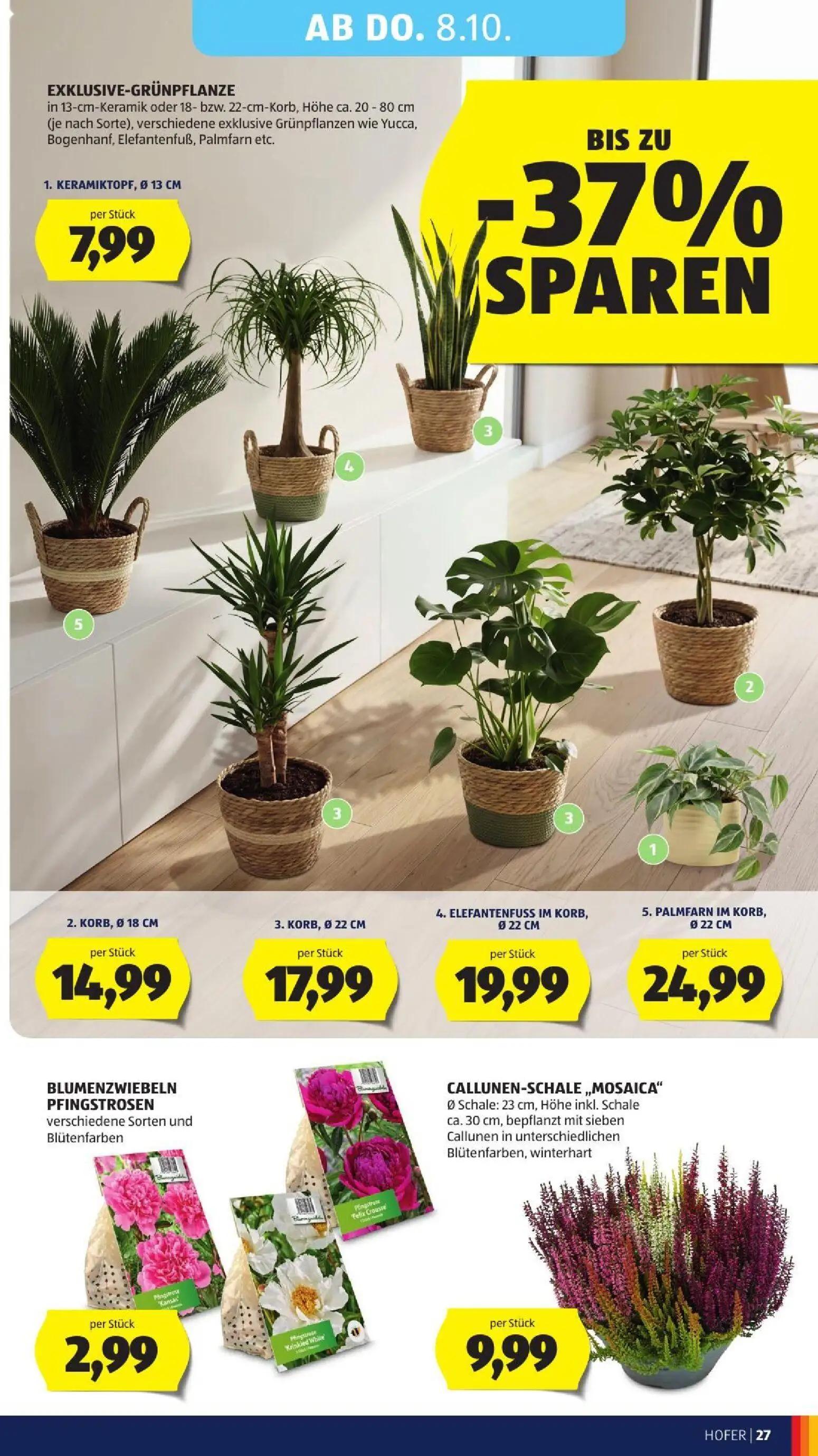 Hofer Prospekt, Seite 37 von 52 — EXKLUSIVE-GRÜNPLANZE in 13-cm-Keramik, KORB, KORB