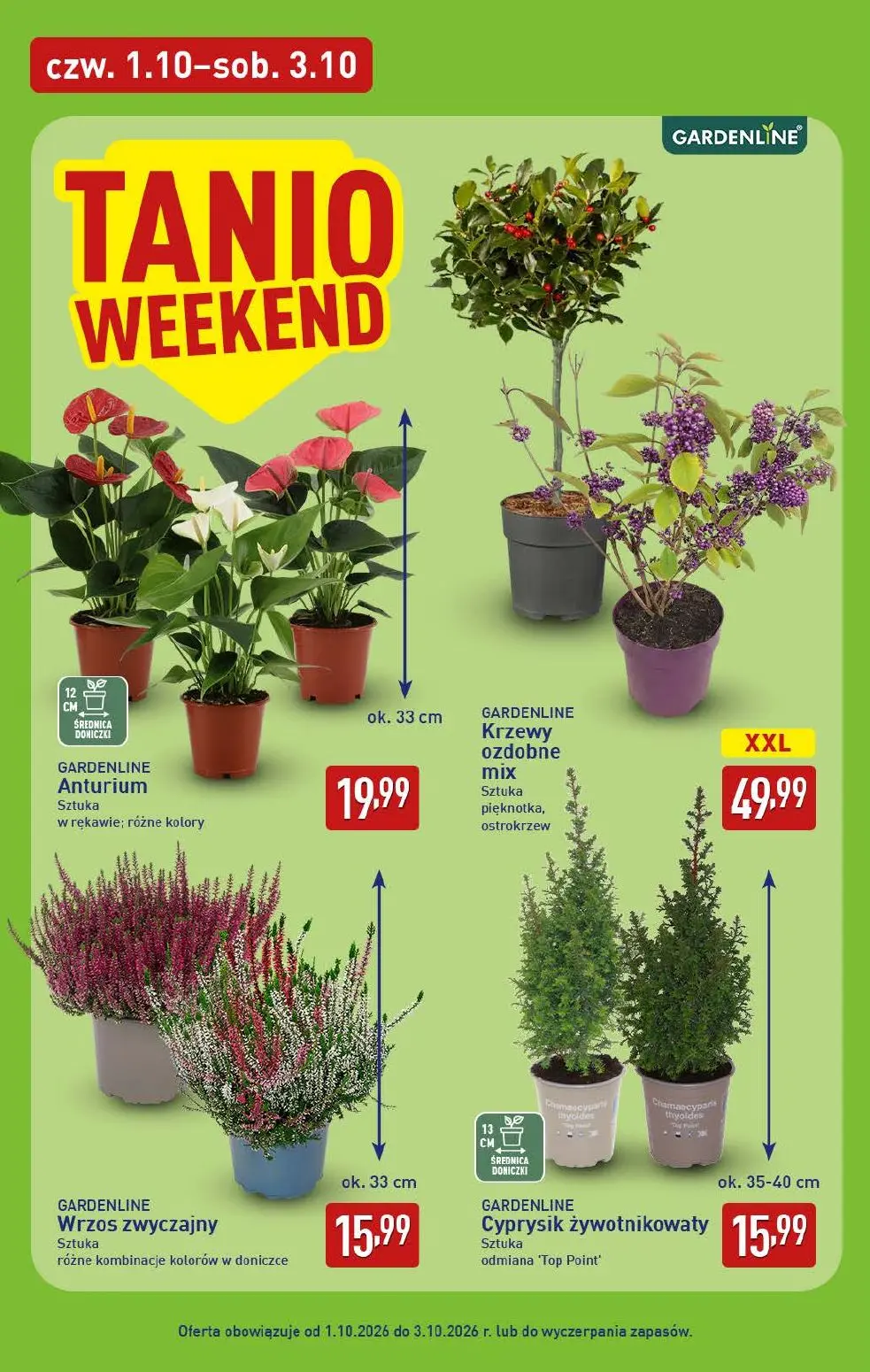 ALDI gazetka, strona 6 z 12 — Anturium, Krzewy ozdobne mix, Wrzos zwyczajny